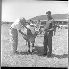 African American dairy show